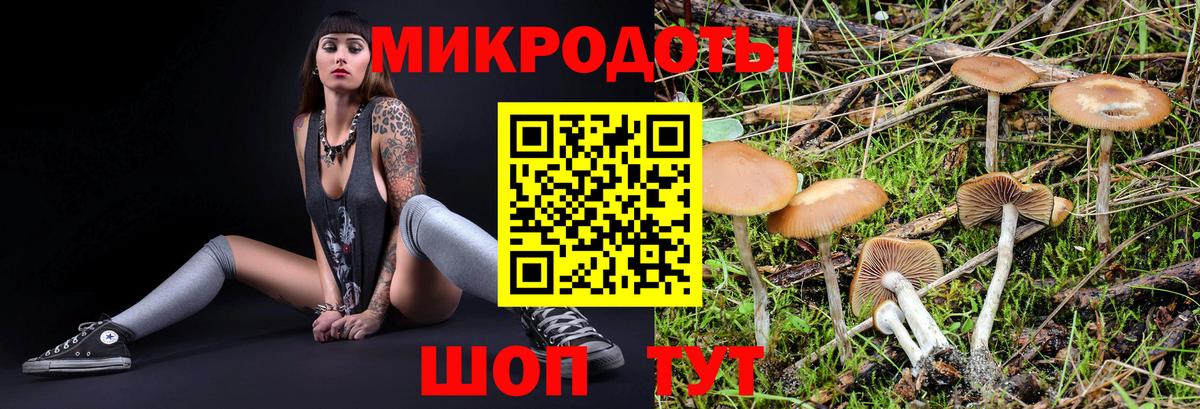 Галлюциногенные грибы Psilocybe  дарнет шоп  Псилоцибиновые грибы Psilocybine cubensis  Кировск 